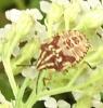 Carpocoris purpureipennis